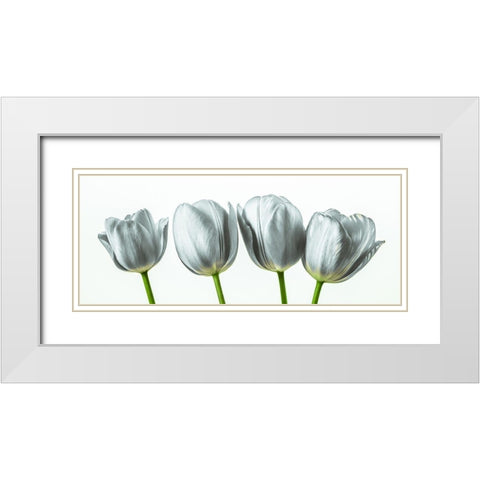 Four tulips White Modern Wood Framed Art Print with Double Matting by Frank, Assaf