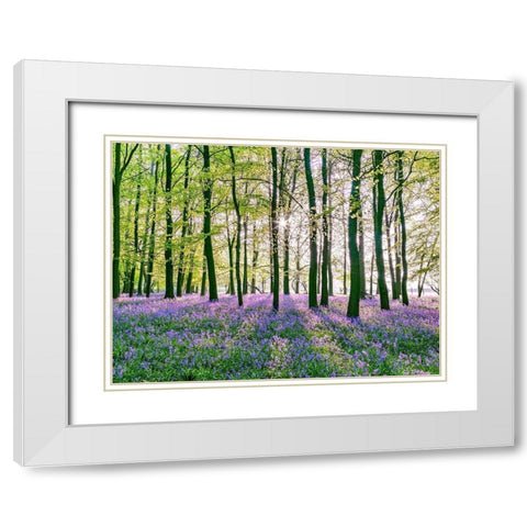 Bluebells covering forest floor White Modern Wood Framed Art Print with Double Matting by Frank, Assaf