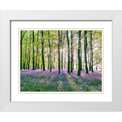 Bluebells covering forest floor White Modern Wood Framed Art Print with Double Matting by Frank, Assaf