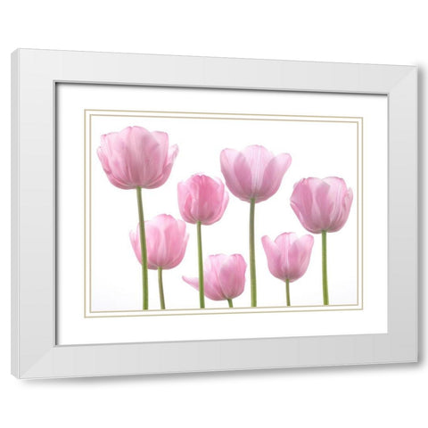 Tulips White Modern Wood Framed Art Print with Double Matting by Frank, Assaf