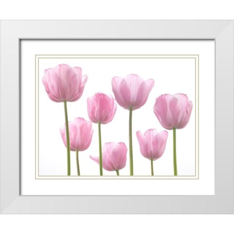 Tulips White Modern Wood Framed Art Print with Double Matting by Frank, Assaf