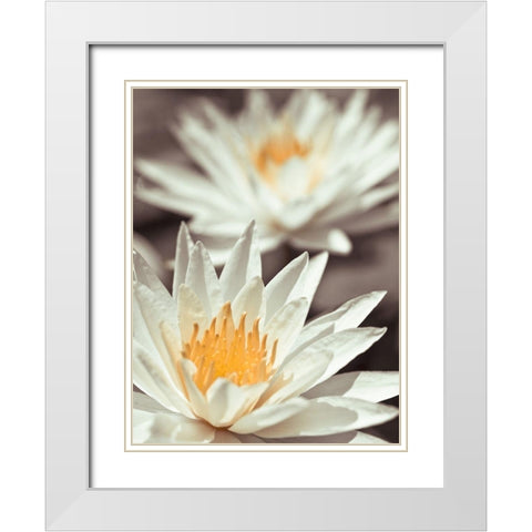 Water Lilies White Modern Wood Framed Art Print with Double Matting by Frank, Assaf