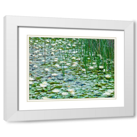 Water Lilies White Modern Wood Framed Art Print with Double Matting by Frank, Assaf
