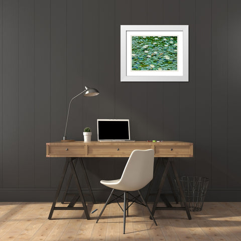 Water Lilies White Modern Wood Framed Art Print with Double Matting by Frank, Assaf
