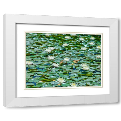 Water Lilies White Modern Wood Framed Art Print with Double Matting by Frank, Assaf