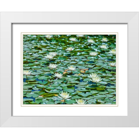 Water Lilies White Modern Wood Framed Art Print with Double Matting by Frank, Assaf