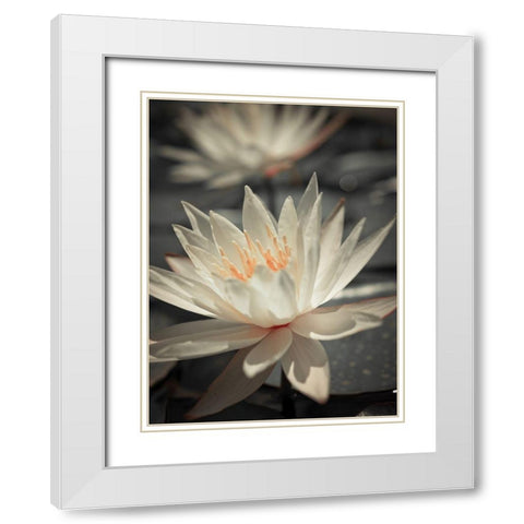 Water Lily White Modern Wood Framed Art Print with Double Matting by Frank, Assaf