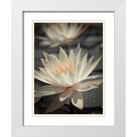 Water Lily White Modern Wood Framed Art Print with Double Matting by Frank, Assaf