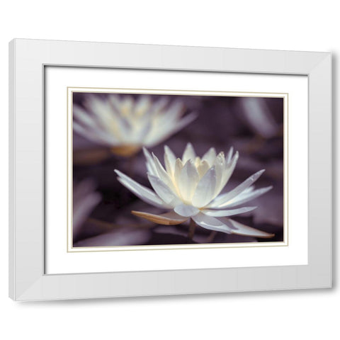 Water Lilies White Modern Wood Framed Art Print with Double Matting by Frank, Assaf