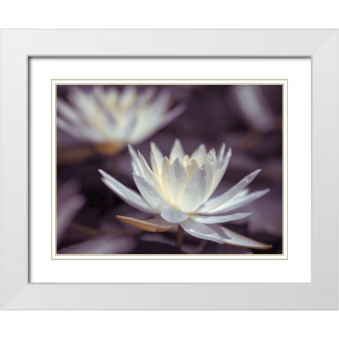 Water Lilies White Modern Wood Framed Art Print with Double Matting by Frank, Assaf