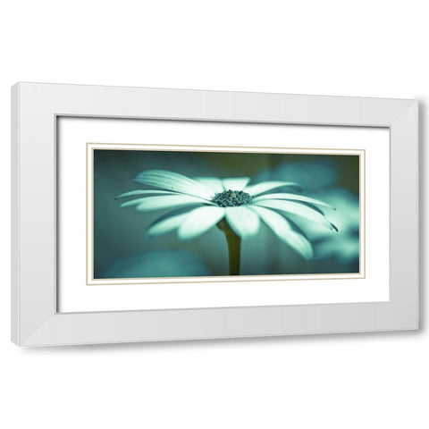 Daisy Flower White Modern Wood Framed Art Print with Double Matting by Frank, Assaf
