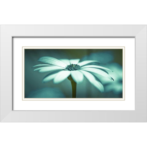 Daisy Flower White Modern Wood Framed Art Print with Double Matting by Frank, Assaf