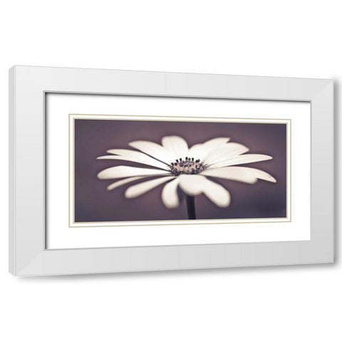 Daisy Flower White Modern Wood Framed Art Print with Double Matting by Frank, Assaf