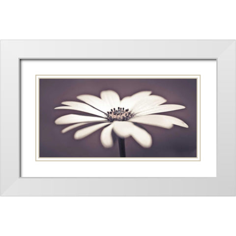 Daisy Flower White Modern Wood Framed Art Print with Double Matting by Frank, Assaf