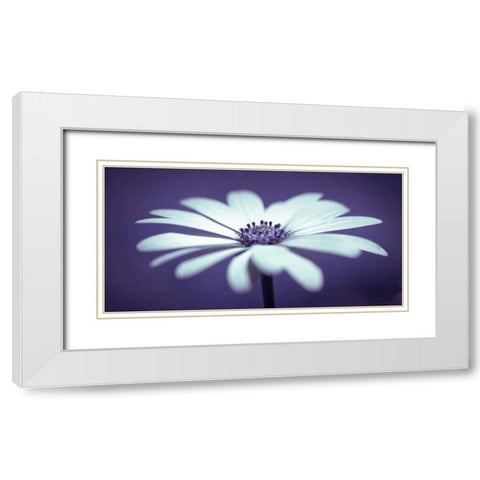 Daisy Flower White Modern Wood Framed Art Print with Double Matting by Frank, Assaf