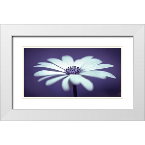 Daisy Flower White Modern Wood Framed Art Print with Double Matting by Frank, Assaf
