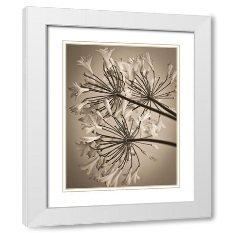 African Lily White Modern Wood Framed Art Print with Double Matting by Frank, Assaf