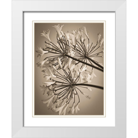 African Lily White Modern Wood Framed Art Print with Double Matting by Frank, Assaf