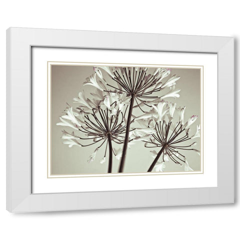 African Lily White Modern Wood Framed Art Print with Double Matting by Frank, Assaf