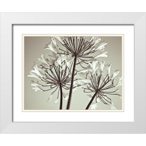 African Lily White Modern Wood Framed Art Print with Double Matting by Frank, Assaf