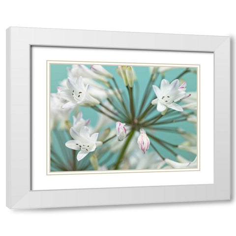 African Lily White Modern Wood Framed Art Print with Double Matting by Frank, Assaf