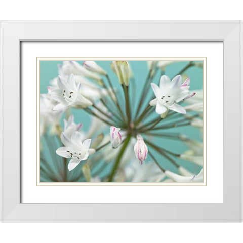 African Lily White Modern Wood Framed Art Print with Double Matting by Frank, Assaf
