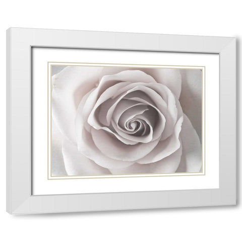 Rose close-up White Modern Wood Framed Art Print with Double Matting by Frank, Assaf