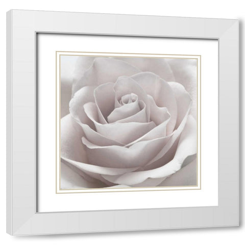Rose close-up White Modern Wood Framed Art Print with Double Matting by Frank, Assaf