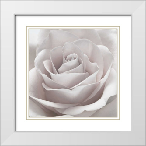 Rose close-up White Modern Wood Framed Art Print with Double Matting by Frank, Assaf