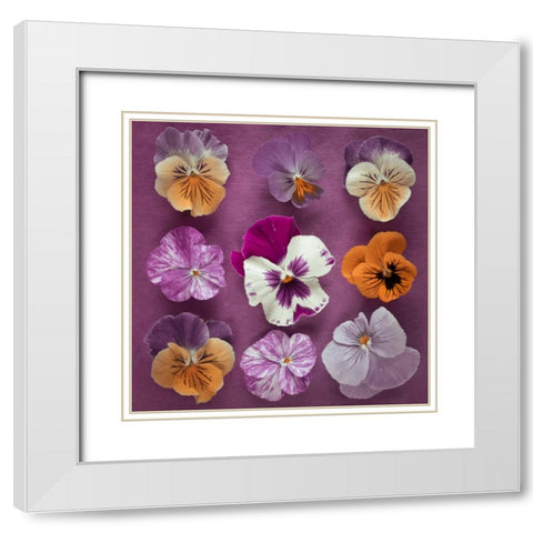 Nine Pansy flowers White Modern Wood Framed Art Print with Double Matting by Frank, Assaf