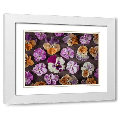 Pansy flowers White Modern Wood Framed Art Print with Double Matting by Frank, Assaf