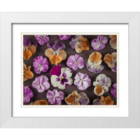 Pansy flowers White Modern Wood Framed Art Print with Double Matting by Frank, Assaf