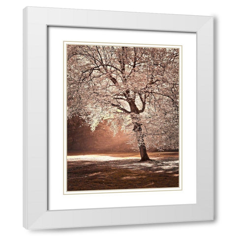 Autumn tree in sunlight White Modern Wood Framed Art Print with Double Matting by Frank, Assaf