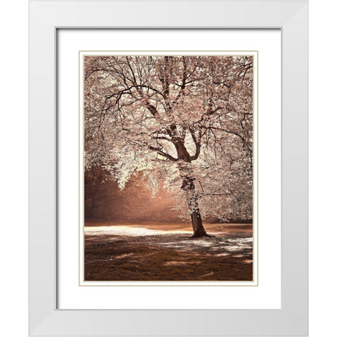 Autumn tree in sunlight White Modern Wood Framed Art Print with Double Matting by Frank, Assaf