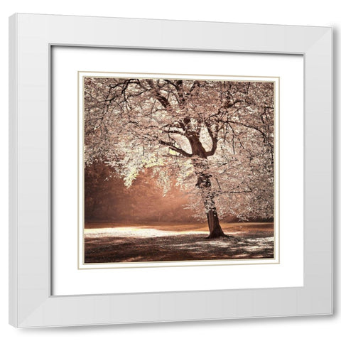 Autumn tree in sunlight White Modern Wood Framed Art Print with Double Matting by Frank, Assaf