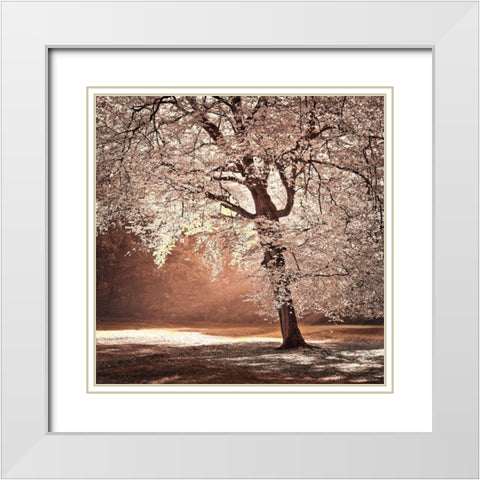 Autumn tree in sunlight White Modern Wood Framed Art Print with Double Matting by Frank, Assaf