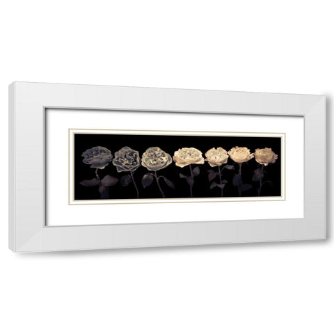Multi coloured roses in a row White Modern Wood Framed Art Print with Double Matting by Frank, Assaf