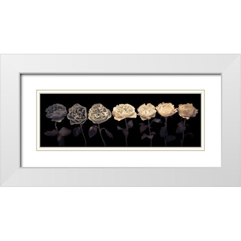 Multi coloured roses in a row White Modern Wood Framed Art Print with Double Matting by Frank, Assaf