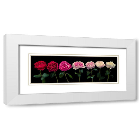 Multi coloured roses in a row White Modern Wood Framed Art Print with Double Matting by Frank, Assaf