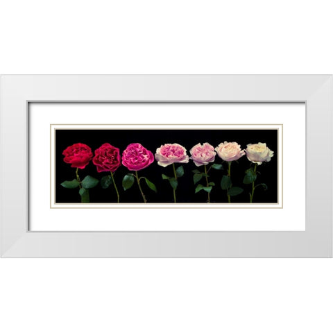 Multi coloured roses in a row White Modern Wood Framed Art Print with Double Matting by Frank, Assaf