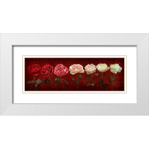 Multi coloured roses in a row White Modern Wood Framed Art Print with Double Matting by Frank, Assaf