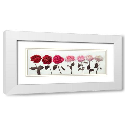 Multi coloured roses in a row White Modern Wood Framed Art Print with Double Matting by Frank, Assaf