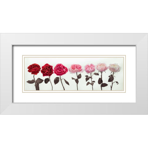 Multi coloured roses in a row White Modern Wood Framed Art Print with Double Matting by Frank, Assaf