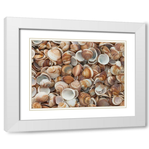 Full frame of sea shells on the beach White Modern Wood Framed Art Print with Double Matting by Frank, Assaf