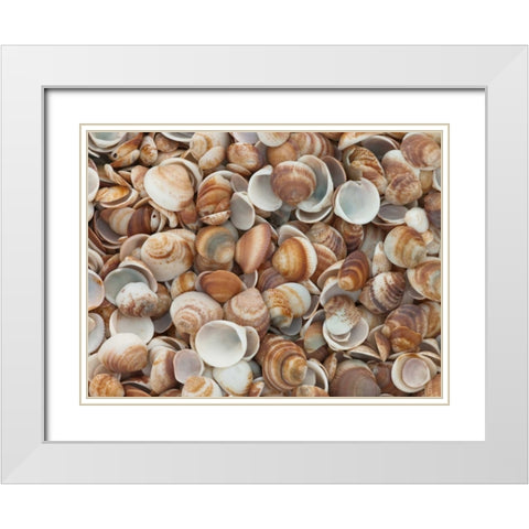 Full frame of sea shells on the beach White Modern Wood Framed Art Print with Double Matting by Frank, Assaf