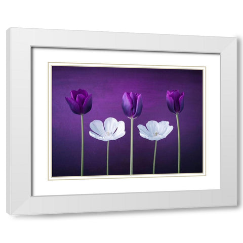 Tulip flowers in a row White Modern Wood Framed Art Print with Double Matting by Frank, Assaf
