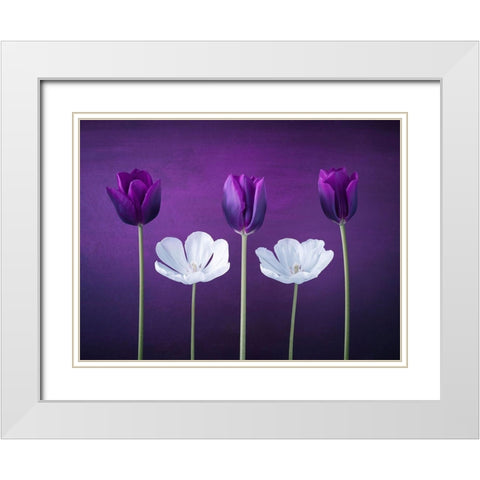 Tulip flowers in a row White Modern Wood Framed Art Print with Double Matting by Frank, Assaf