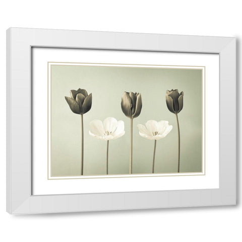 Tulip flowers in a row White Modern Wood Framed Art Print with Double Matting by Frank, Assaf