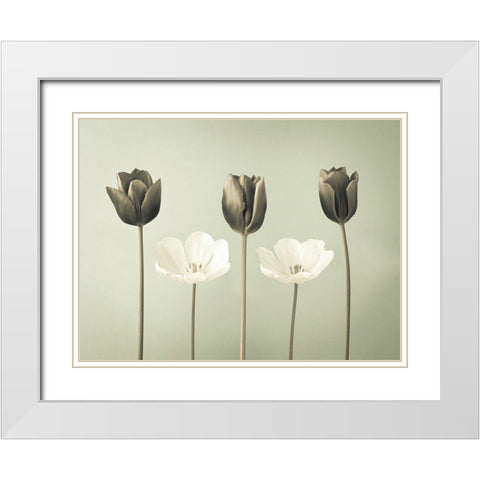 Tulip flowers in a row White Modern Wood Framed Art Print with Double Matting by Frank, Assaf