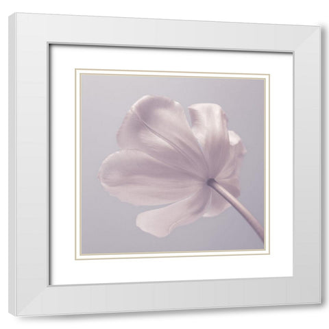 Tulip flower - Closeup White Modern Wood Framed Art Print with Double Matting by Frank, Assaf